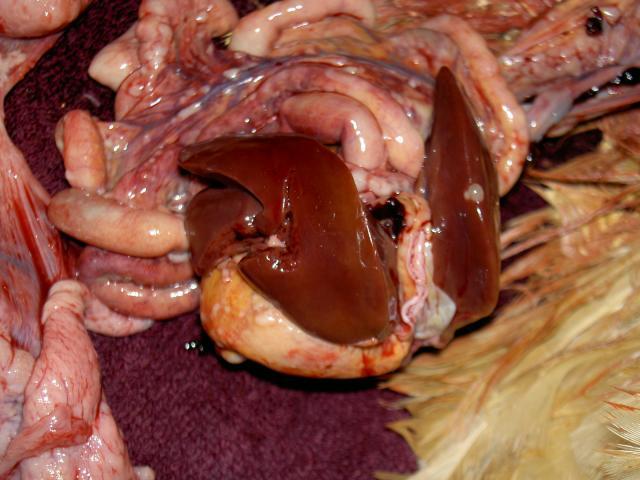 18671_pict3376.jpg