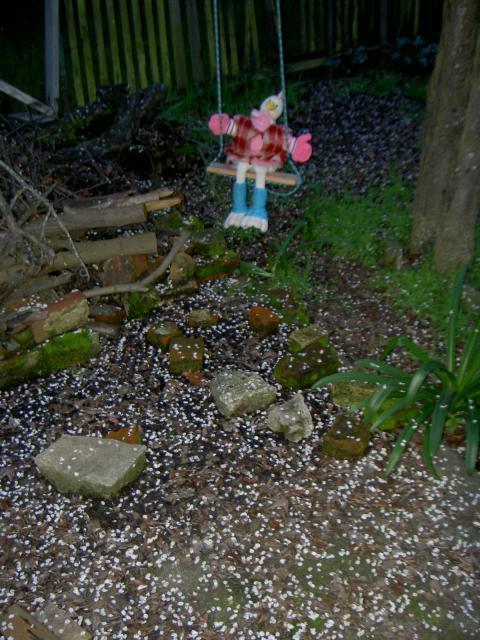 18671_pict3531.jpg