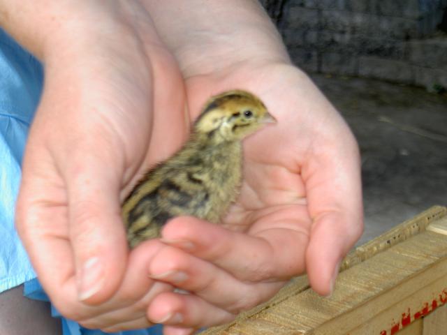 18671_pict4150.jpg