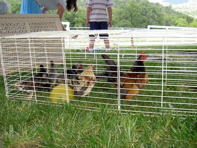 18671_pict4152.jpg
