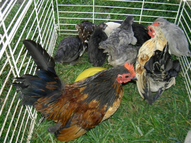 18671_pict4154.jpg