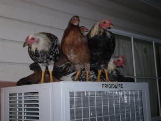 18672_chickensonac.jpg