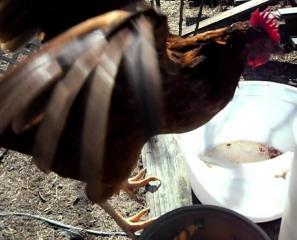 18672_flapping_chicken.jpg