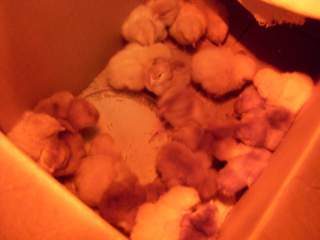 18672_new_chicks.jpg