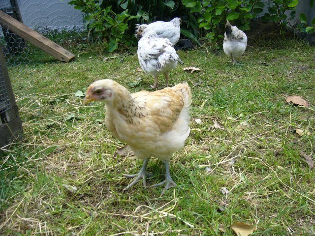 18747_chooks_003.jpg