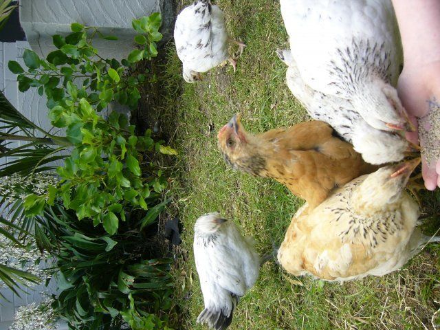18747_chooks_005.jpg