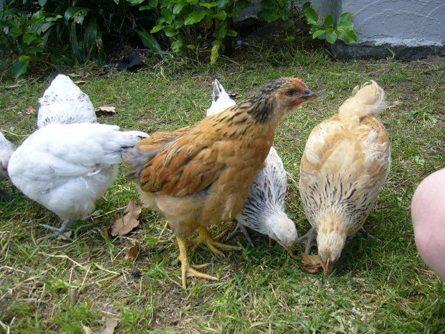 18747_chooks_007.jpg