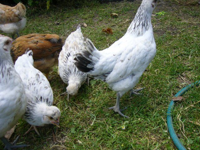 18747_chooks_010.jpg