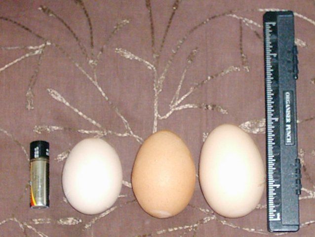 18759_bigeggs.jpg