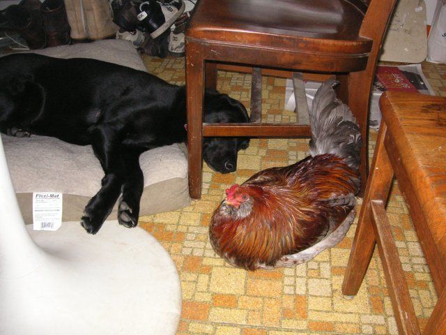 18800_pict0004_7.jpg