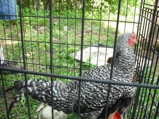 18815_dscf0005.jpg