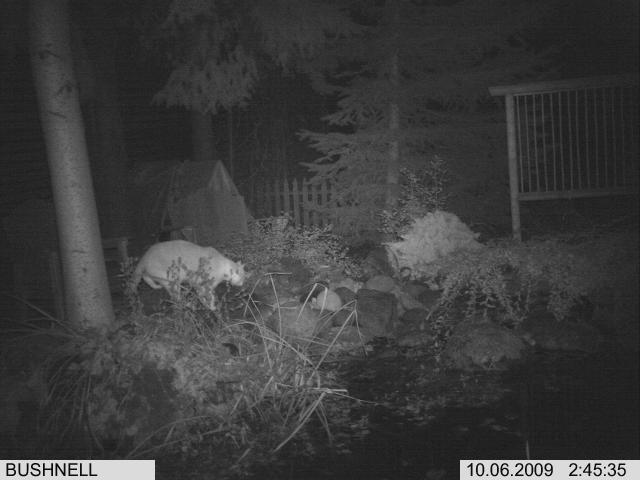 18839_very_large_kitty.jpg