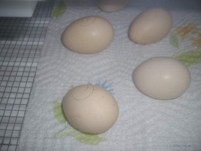 18851_eggs_011.jpg