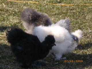 18851_silkies2_006.jpg