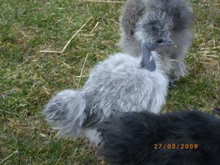 18851_silkies_009.jpg
