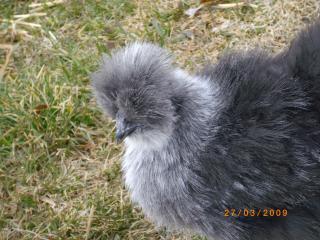 18851_silkies_020.jpg