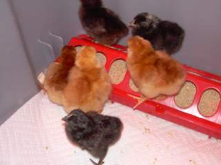 18865_chicks_001.jpg