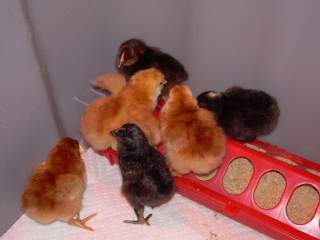 18865_chicks_002.jpg