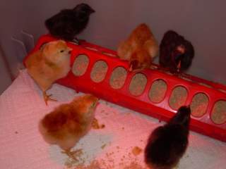 18865_chicks_004.jpg