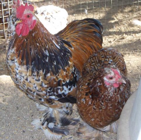 18946_2010-7-11_renoir_santiago_diego_ii_fernando_17_typey_hens_010.jpg