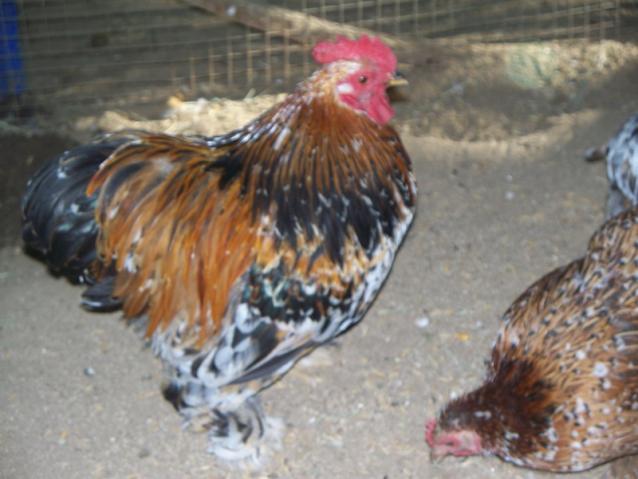 18946_2010-7-11_renoir_santiago_diego_ii_fernando_17_typey_hens_011.jpg