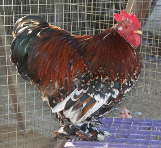 18946_2010-7-11_renoir_santiago_diego_ii_fernando_17_typey_hens_014.jpg