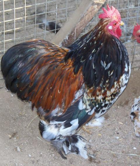 18946_2010-7-11_renoir_santiago_diego_ii_fernando_17_typey_hens_016.jpg