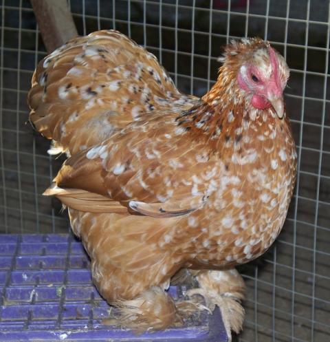 18946_2010-7-11_renoir_santiago_diego_ii_fernando_17_typey_hens_024.jpg