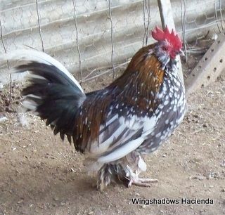 18946_blue_mottled_cockerel_with_gold_hackles_001.jpg