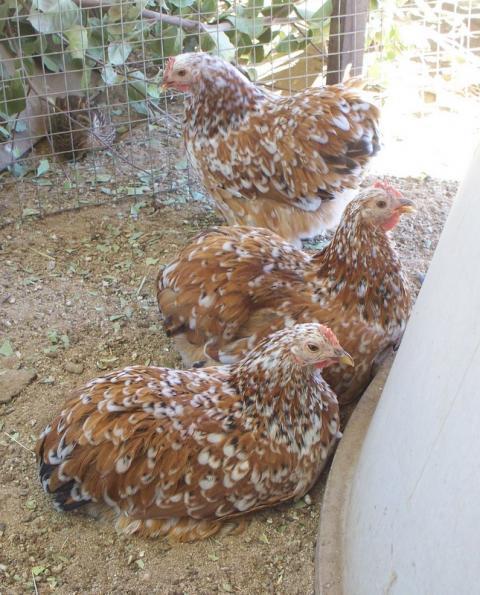 18946_breeder_mfc_pullets_for_2010_010.jpg