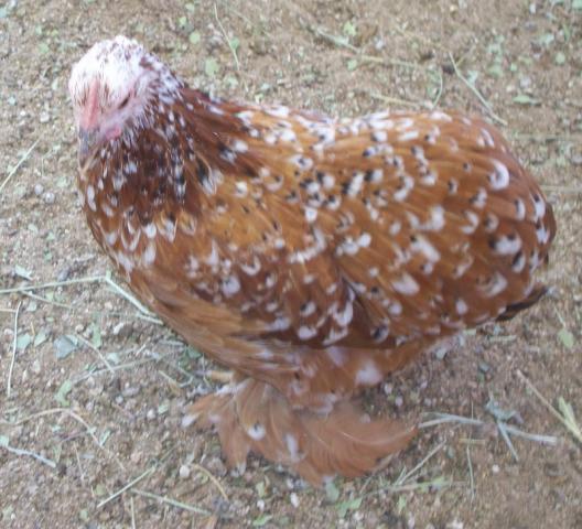 18946_breeder_mfc_pullets_for_2010_018.jpg