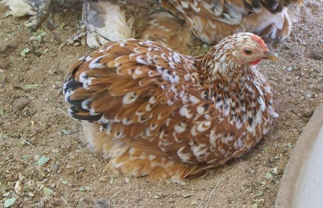 18946_breeder_mfc_pullets_for_2010_019.jpg