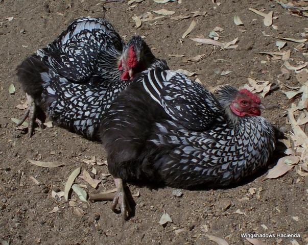 18946_dead_chickens_in_the_sunshine_mfc_cockerel_for_ginny_002.jpg