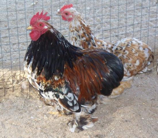 18946_kim_pullets_fernando_005.jpg