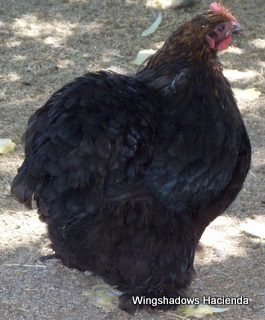 18946_patricia_temecula_002.jpg