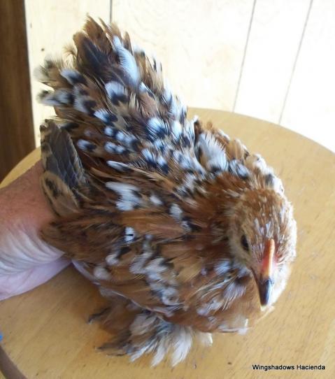 18946_pullet_11-08-02_rafael_6_weeks_001.jpg