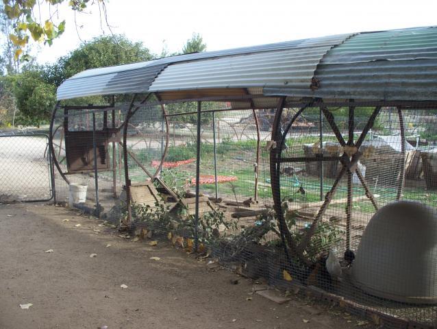 18946_pumpkin_cage_quail_cage_006.jpg