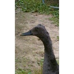 18993_runner_duck.jpg
