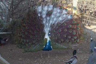 18999_peacock.jpg