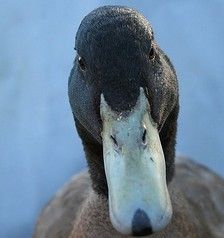 18_quackdown.jpg