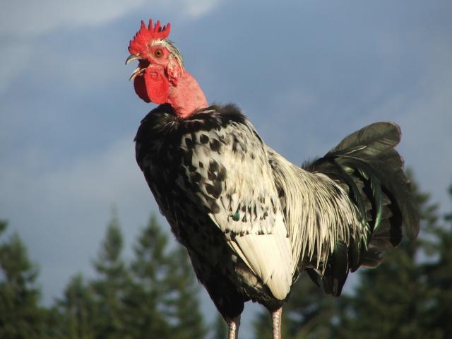 18_speck.jpg