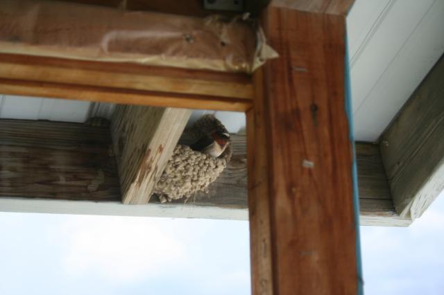 18_swallows_001.jpg