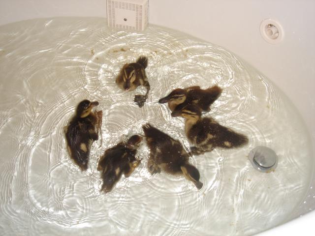 Mallard Duckling Age Chart