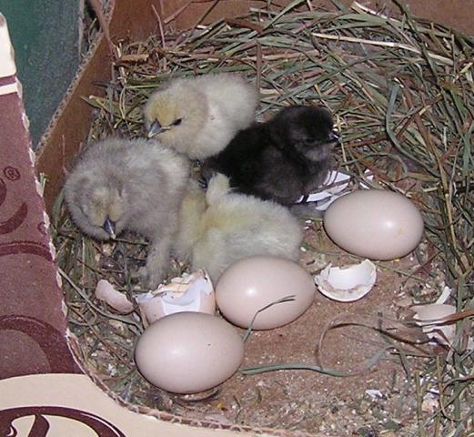 19064_4_chicks.jpg