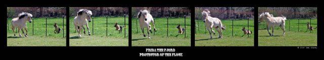19064_protector_of_the_herd.jpg
