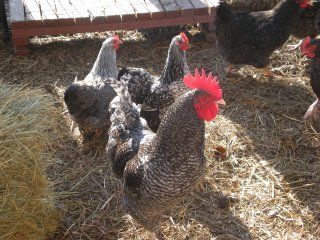 19087_poultry_2008046.jpg