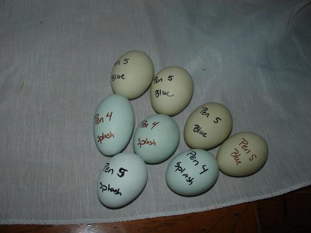 Ameraucana Egg Color Chart