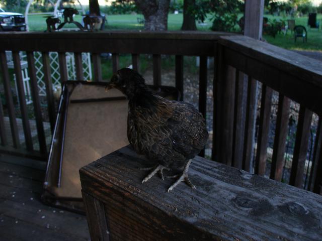 19098_6-24-2011_164.jpg