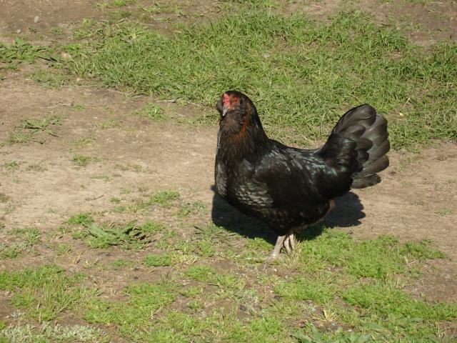 19098_ameraucana_1.jpg