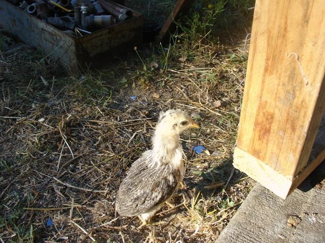 19098_araucana_duckwings_001.jpg